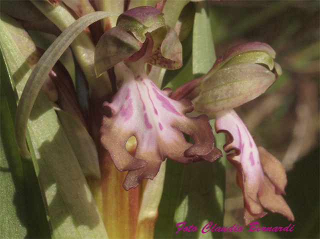 buon anno con l''ultima orchidea 2010